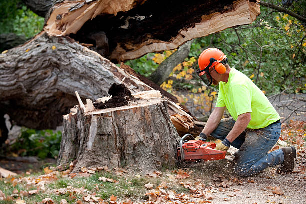 Best Storm Damage Tree Cleanup  in Alma, AR